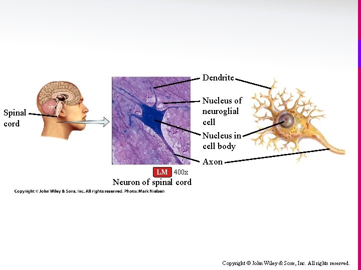 Dendrite Nucleus of neuroglial cell Nucleus in cell body Spinal cord Axon LM 400