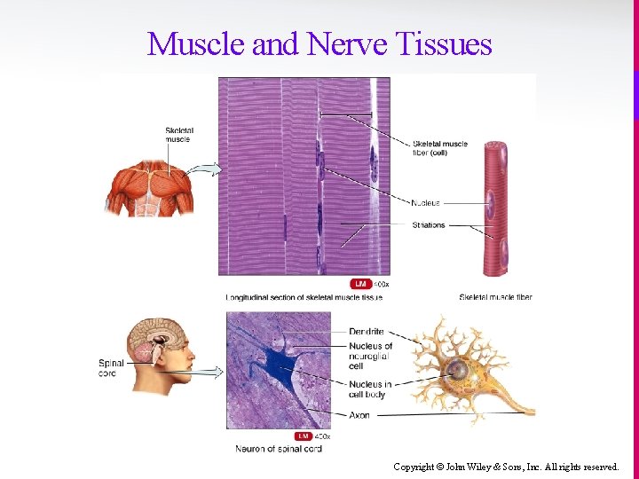 Muscle and Nerve Tissues Copyright © John Wiley & Sons, Inc. All rights reserved.