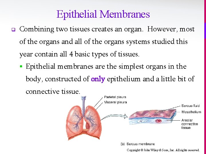 Epithelial Membranes q Combining two tissues creates an organ. However, most of the organs