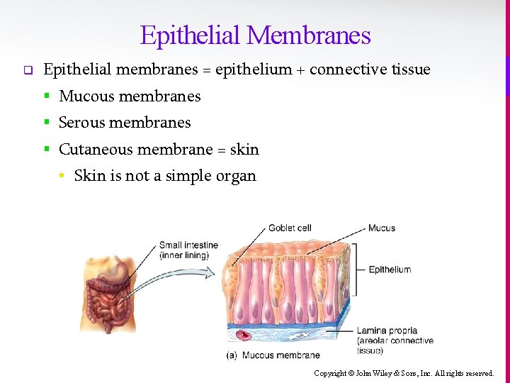 Epithelial Membranes q Epithelial membranes = epithelium + connective tissue § Mucous membranes §