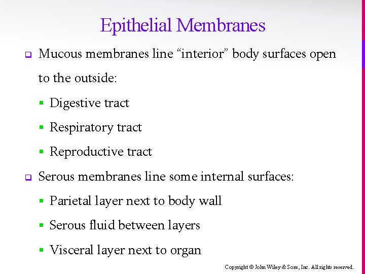 Epithelial Membranes q Mucous membranes line “interior” body surfaces open to the outside: §