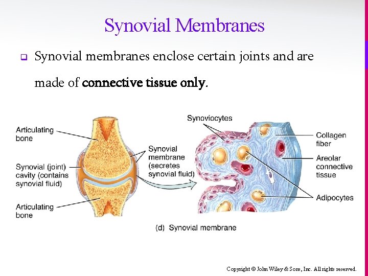 Synovial Membranes q Synovial membranes enclose certain joints and are made of connective tissue