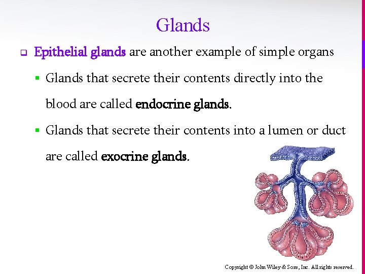 Glands q Epithelial glands are another example of simple organs § Glands that secrete