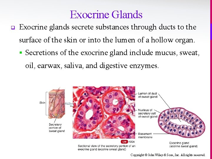 Exocrine Glands q Exocrine glands secrete substances through ducts to the surface of the