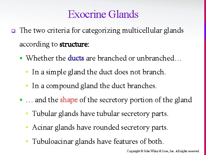 Exocrine Glands q The two criteria for categorizing multicellular glands according to structure: §