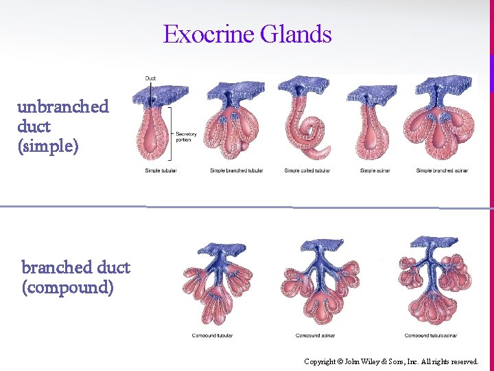 Exocrine Glands unbranched duct (simple) branched duct (compound) Copyright © John Wiley & Sons,