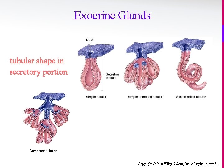 Exocrine Glands tubular shape in secretory portion Copyright © John Wiley & Sons, Inc.