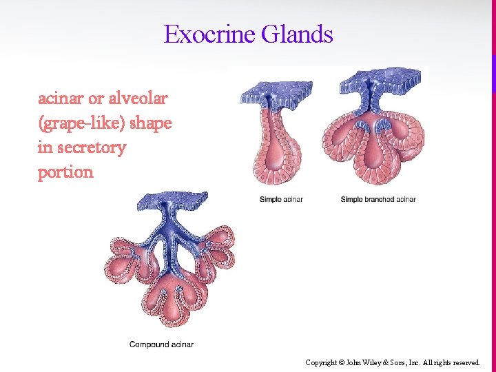 Exocrine Glands acinar or alveolar (grape-like) shape in secretory portion Copyright © John Wiley