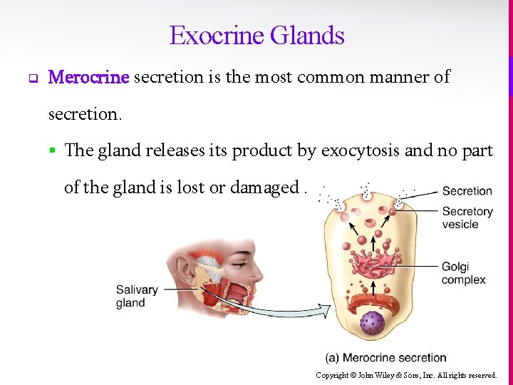 Exocrine Glands q Merocrine secretion is the most common manner of secretion. § The