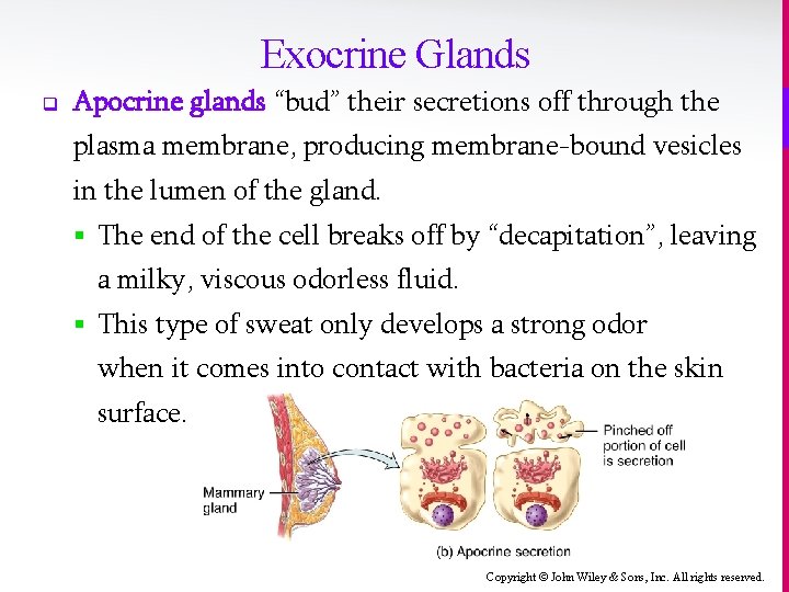 Exocrine Glands q Apocrine glands “bud” their secretions off through the plasma membrane, producing