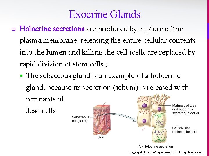 Exocrine Glands q Holocrine secretions are produced by rupture of the plasma membrane, releasing