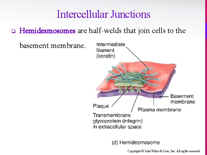 Intercellular Junctions q Hemidesmosomes are half-welds that join cells to the basement membrane. Copyright