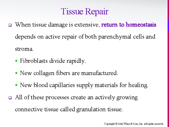 Tissue Repair q When tissue damage is extensive, return to homeostasis depends on active