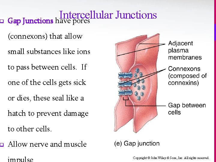 q q Intercellular Junctions Gap Junctions have pores (connexons) that allow small substances like