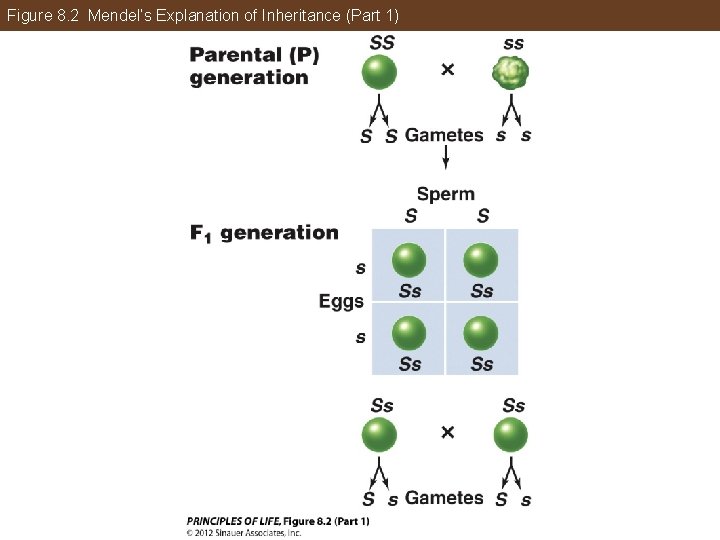 Figure 8. 2 Mendel’s Explanation of Inheritance (Part 1) 