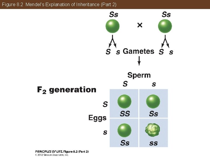 Figure 8. 2 Mendel’s Explanation of Inheritance (Part 2) 