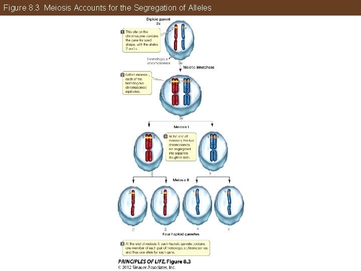 Figure 8. 3 Meiosis Accounts for the Segregation of Alleles 