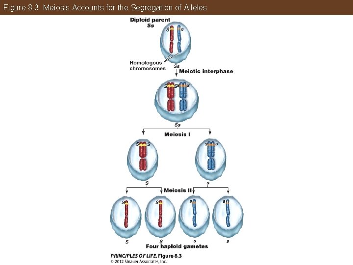 Figure 8. 3 Meiosis Accounts for the Segregation of Alleles 