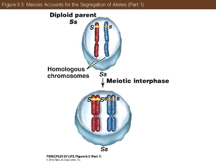 Figure 8. 3 Meiosis Accounts for the Segregation of Alleles (Part 1) 