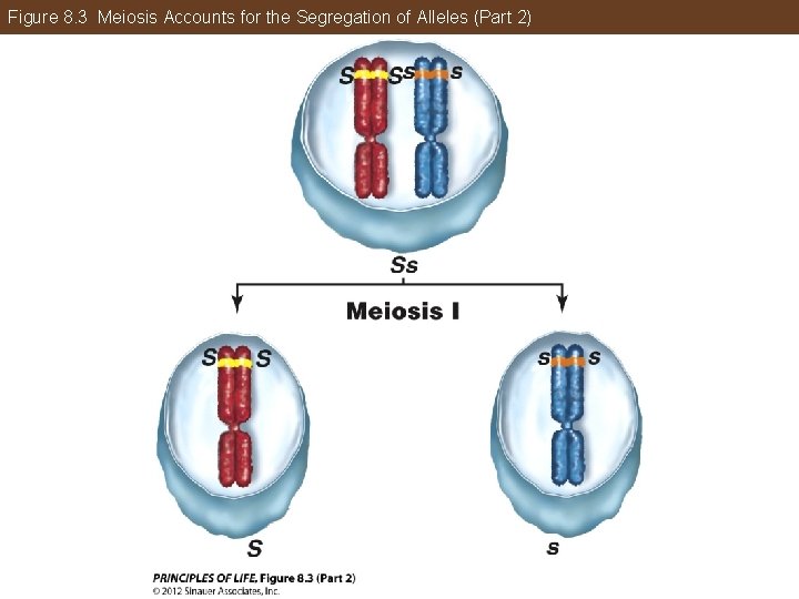 Figure 8. 3 Meiosis Accounts for the Segregation of Alleles (Part 2) 