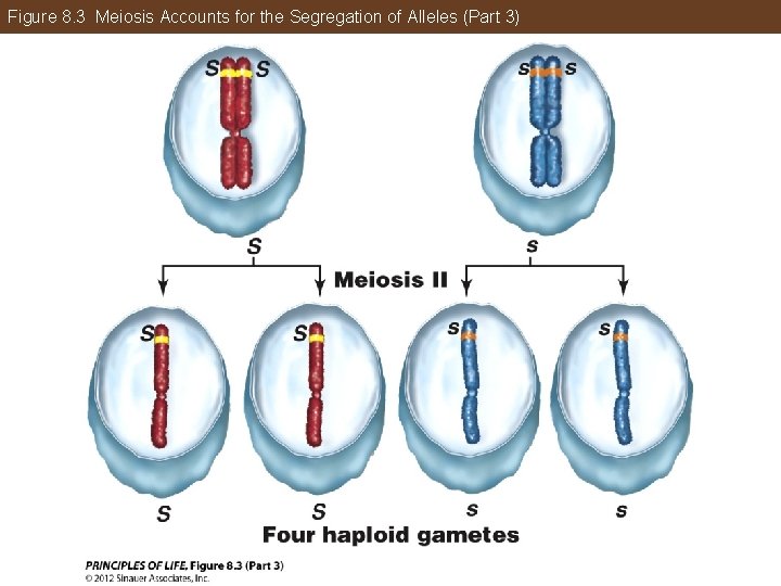 Figure 8. 3 Meiosis Accounts for the Segregation of Alleles (Part 3) 
