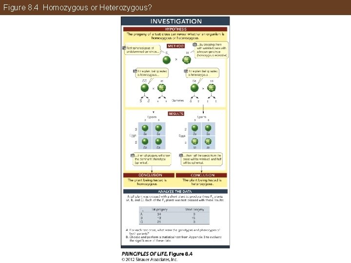 Figure 8. 4 Homozygous or Heterozygous? 