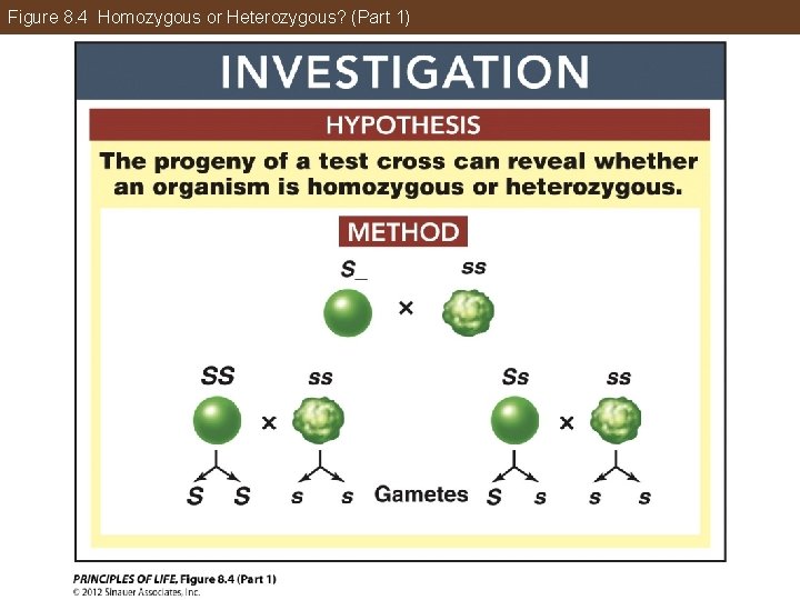 Figure 8. 4 Homozygous or Heterozygous? (Part 1) 