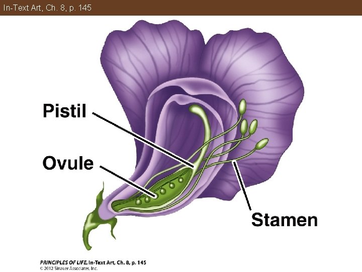 In-Text Art, Ch. 8, p. 145 