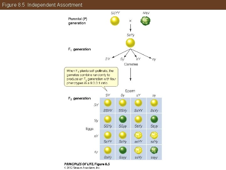 Figure 8. 5 Independent Assortment 