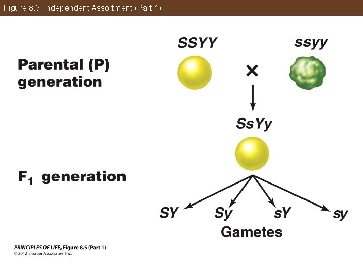 Figure 8. 5 Independent Assortment (Part 1) 