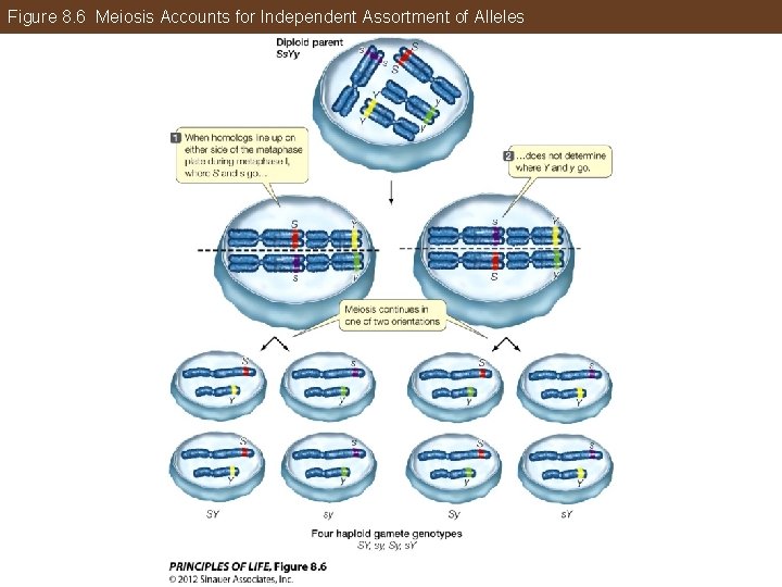 Figure 8. 6 Meiosis Accounts for Independent Assortment of Alleles 
