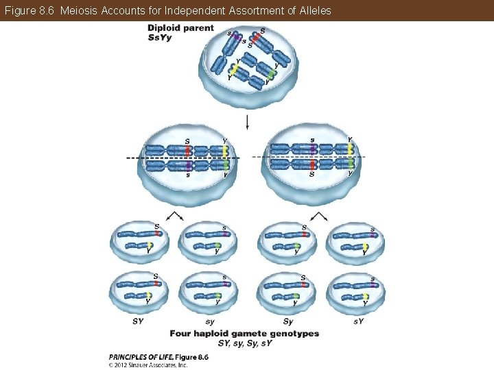 Figure 8. 6 Meiosis Accounts for Independent Assortment of Alleles 