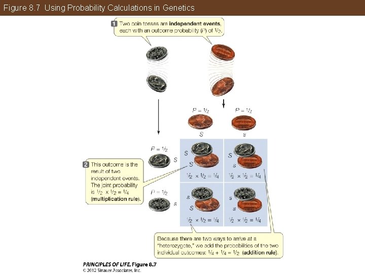 Figure 8. 7 Using Probability Calculations in Genetics 