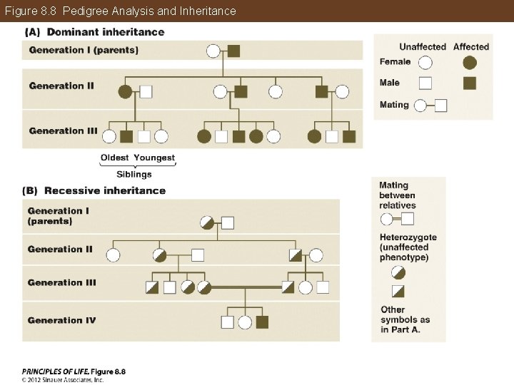 Figure 8. 8 Pedigree Analysis and Inheritance 