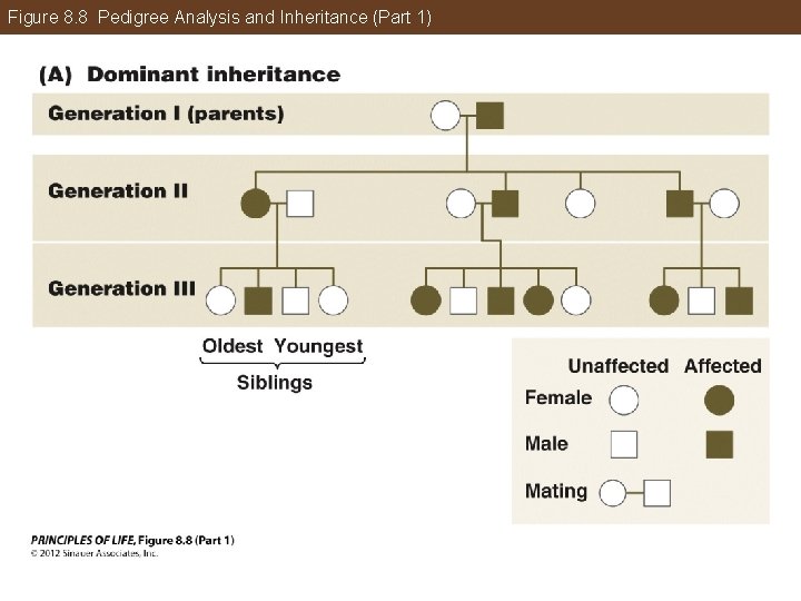 Figure 8. 8 Pedigree Analysis and Inheritance (Part 1) 