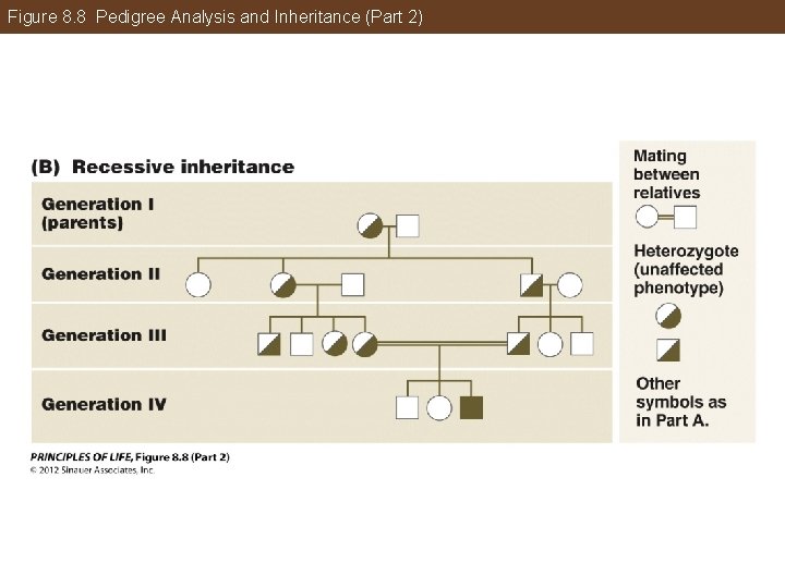 Figure 8. 8 Pedigree Analysis and Inheritance (Part 2) 
