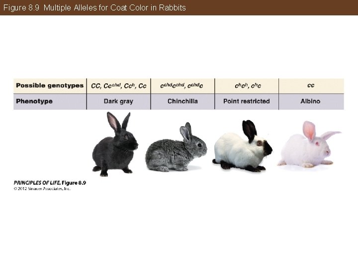 Figure 8. 9 Multiple Alleles for Coat Color in Rabbits 