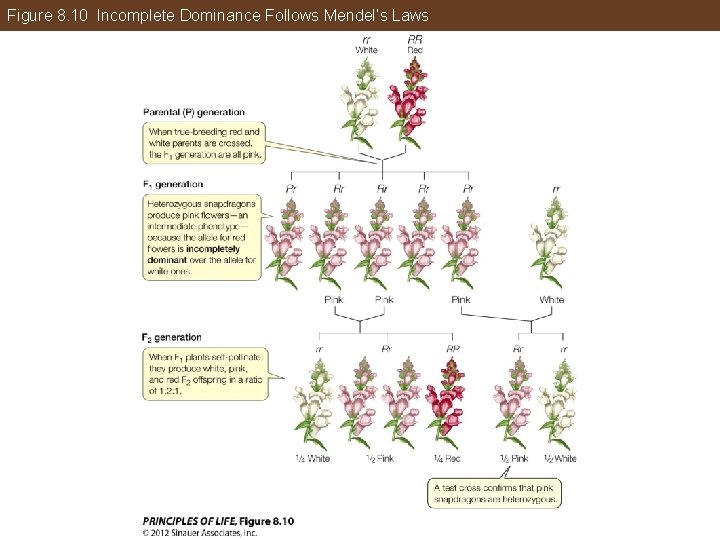 Figure 8. 10 Incomplete Dominance Follows Mendel’s Laws 