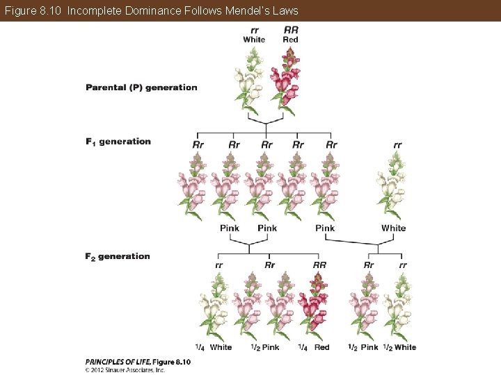 Figure 8. 10 Incomplete Dominance Follows Mendel’s Laws 