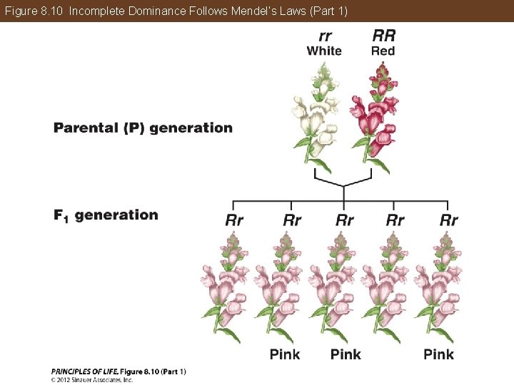 Figure 8. 10 Incomplete Dominance Follows Mendel’s Laws (Part 1) 