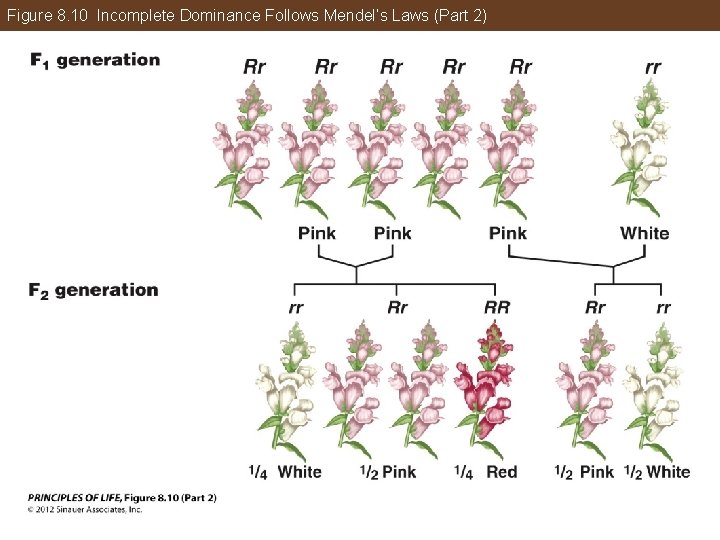 Figure 8. 10 Incomplete Dominance Follows Mendel’s Laws (Part 2) 
