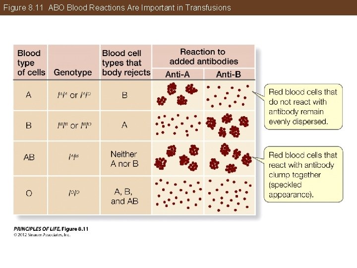 Figure 8. 11 ABO Blood Reactions Are Important in Transfusions 