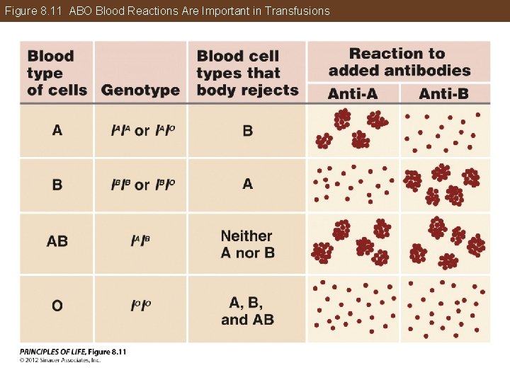 Figure 8. 11 ABO Blood Reactions Are Important in Transfusions 