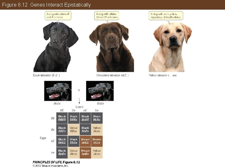 Figure 8. 12 Genes Interact Epistatically 