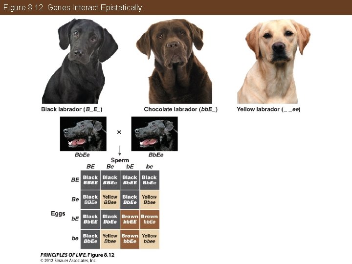 Figure 8. 12 Genes Interact Epistatically 