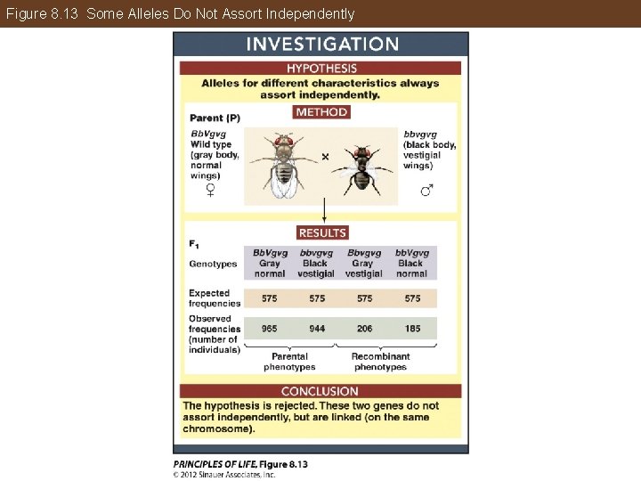 Figure 8. 13 Some Alleles Do Not Assort Independently 