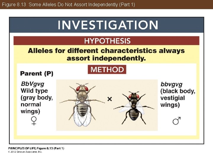 Figure 8. 13 Some Alleles Do Not Assort Independently (Part 1) 