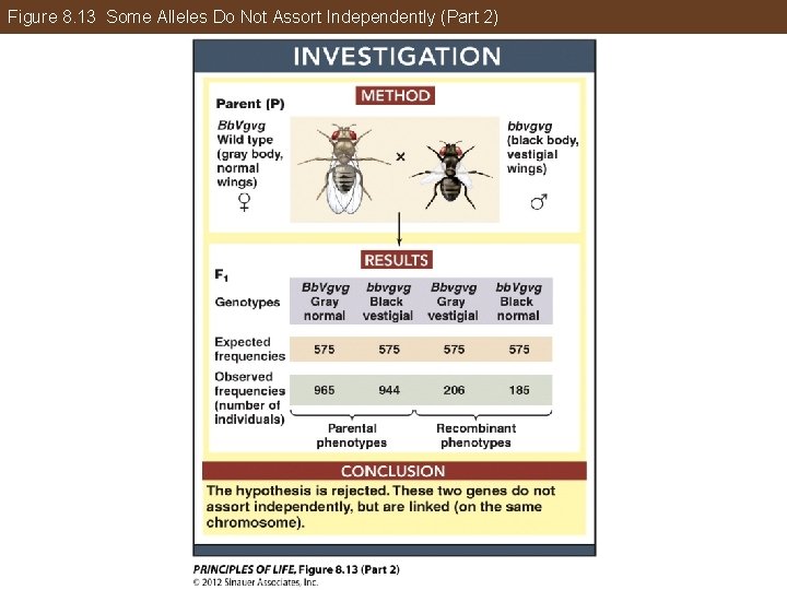 Figure 8. 13 Some Alleles Do Not Assort Independently (Part 2) 