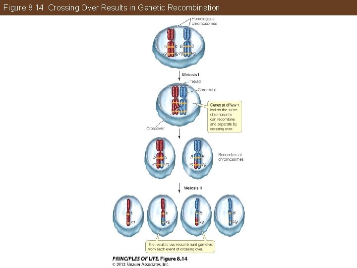 Figure 8. 14 Crossing Over Results in Genetic Recombination 