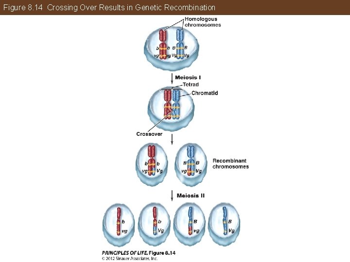 Figure 8. 14 Crossing Over Results in Genetic Recombination 